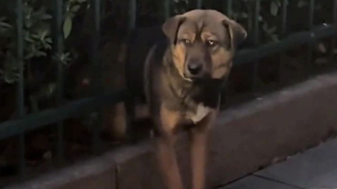Hund nach Feststecken im Zaun gerettet