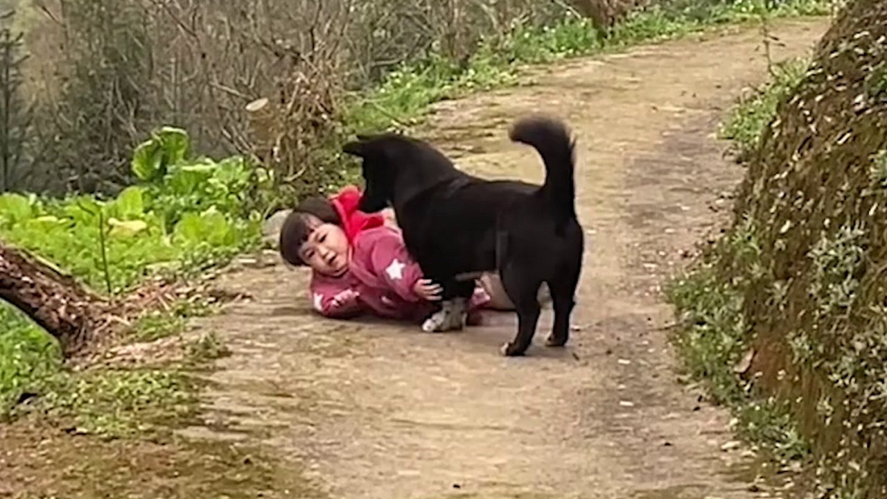 Süßer Moment, in dem ein Hund ein Kleinkind tröstet, nachdem es umgefallen ist