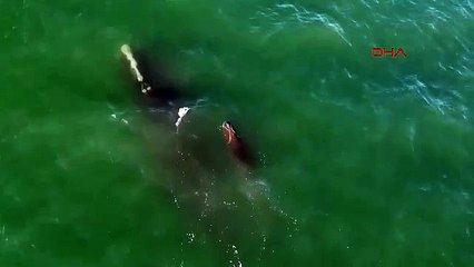 Nesli tükenmek üzere! Kuzey Atlantik Buzul Balinası için umut