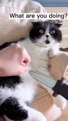 Welcome to the purr-fect showcase of *CAT-titude*! 😻 In this must-watch vi