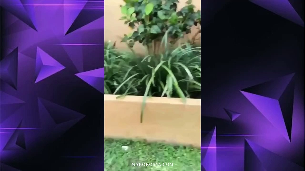 Maroko55 | BangLizardBros 😂😂