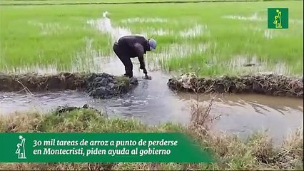 30 mil tareas de arroz a punto de perderse en Montecristi, piden ayuda al gobierno