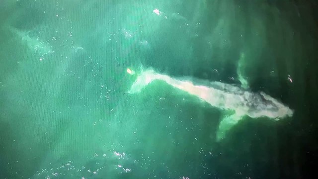 Humpback whale tangled in rope