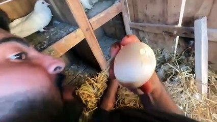 shehar mein dehat ep 114 aimal mini zoo 2024 Mera Favourite Baby Goat Andha Hogea