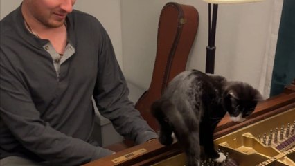 Adorable kitten struggles to face the music as owner plays piano
