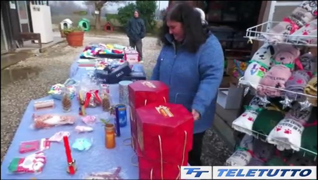 Video News - Canile rifugio: è Natale anche qui