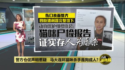 马大校园连环虐猫案疑云：警方声明引发质疑 🐱