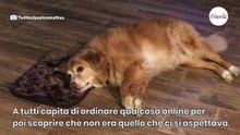 Regala una cuccia minuscola al suo cane: la reazione del Golden Retriever è adorabile