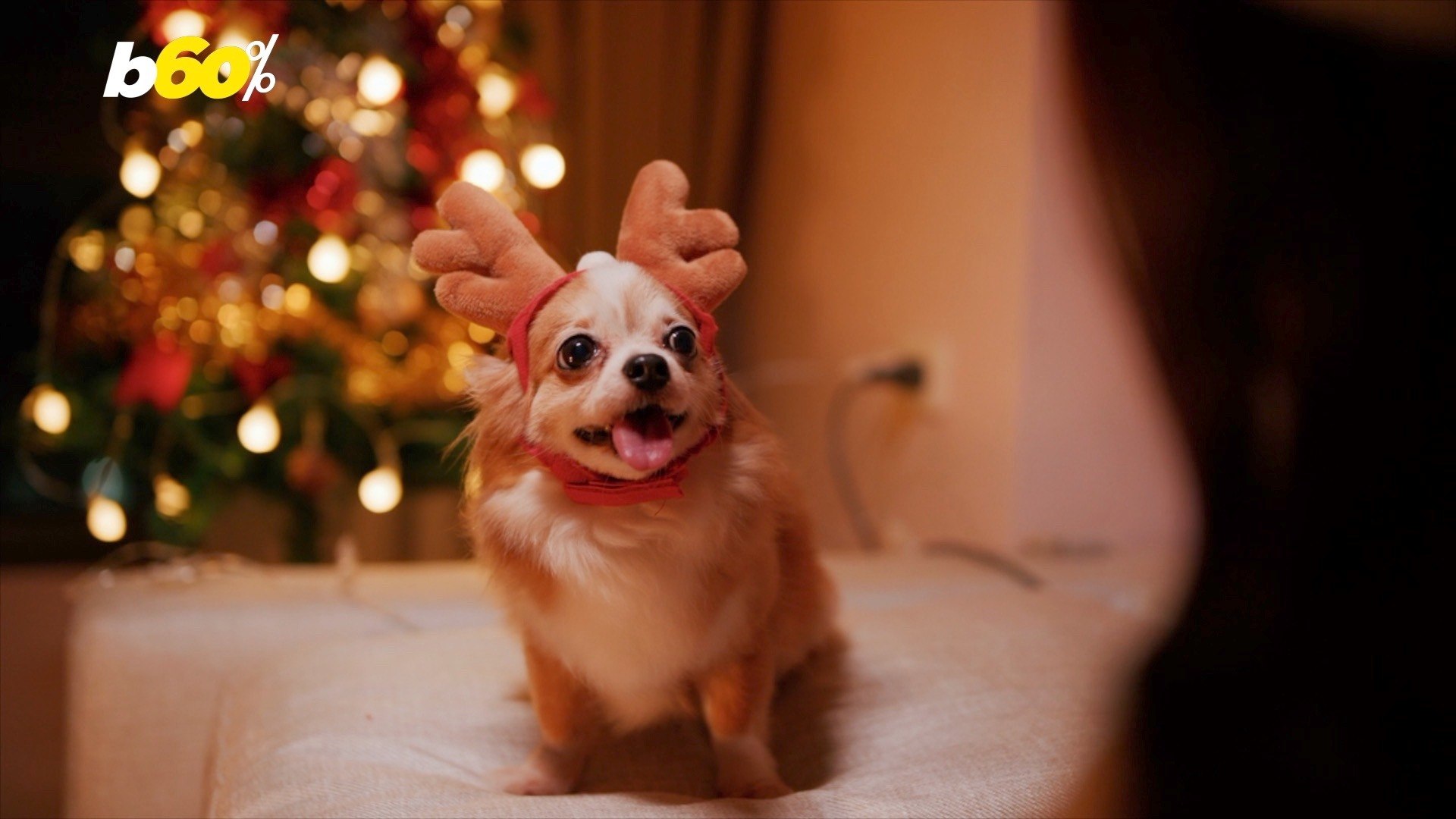 ⁣Your Pets Actually Enjoy The Holidays Just as Much as You Do!