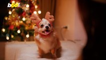 Your Pets Actually Enjoy The Holidays Just as Much as You Do!