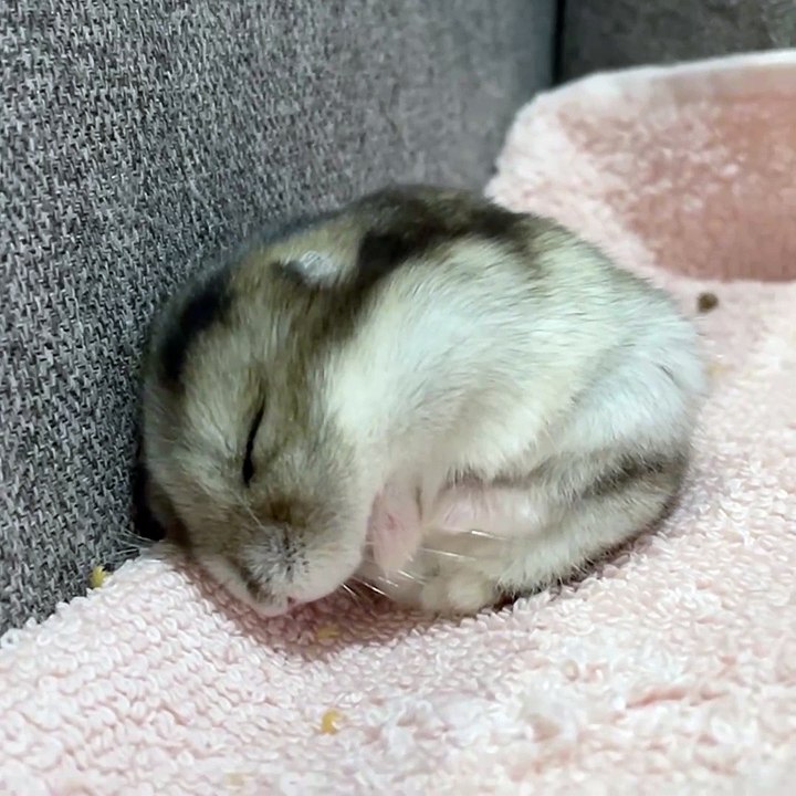 🐾 Welcome to the purr-fect world of *cats*! 🐱 Dive into this adorable adv