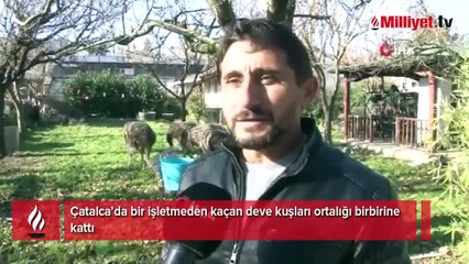 İşletmeden kaçan deve kuşları ortalığı birbirine kattı