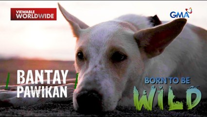 Aso, taga-protekta ng mga pawikan?! | Born to be Wild