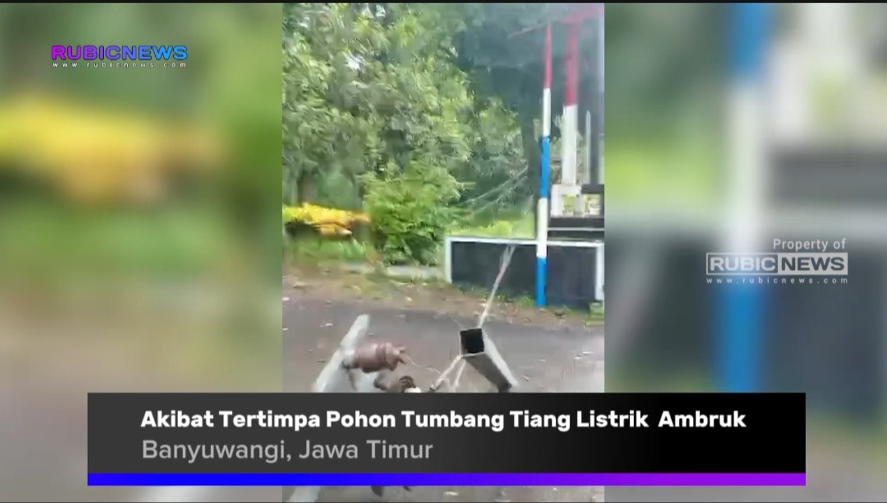 Akibat Tertimpa Pohon Tumbang Tiang Listrik di Area Perkebunan Sumberjambe Ambruk, Ini Dampak yang Dirasakan Masyarakat