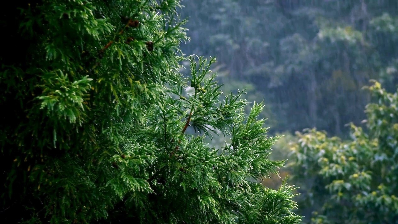 Rain falling on Leaves on a Forest  Autumn - Sounds for Relaxation, Meditation Fall asleep fast