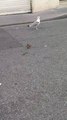 Une Mouette bouffe un rat 🤢😱😱