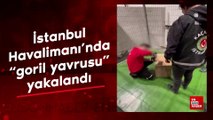 İstanbul Havalimanı'nda goril yavrusu yakalandı