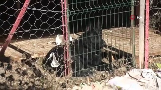 Film gibi kurtarma operasyonu: Selde mahsur kalan köpeği böyle kurtardılar!