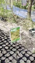 সজিনার চারা তৈরি হচ্ছে । কার কার লাগবে কমেন্ট করে জানান