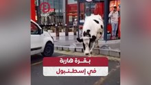 بقرة هاربة في إسطنبول