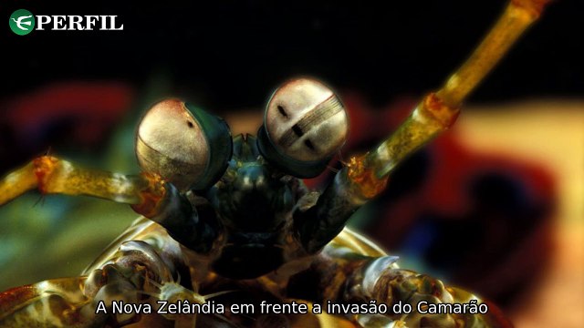 Google lança novo recurso para Android, série cancelada cativa público e camarão agressivo ameaça ecossistemas!