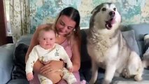2 & Half Year Story! From Husky Protecting Unborn Baby, To Baby Falling In Love With Our Hus