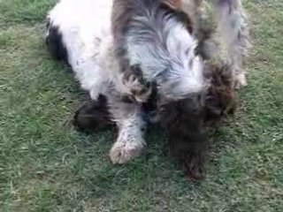 Un rien amuse les chiots.