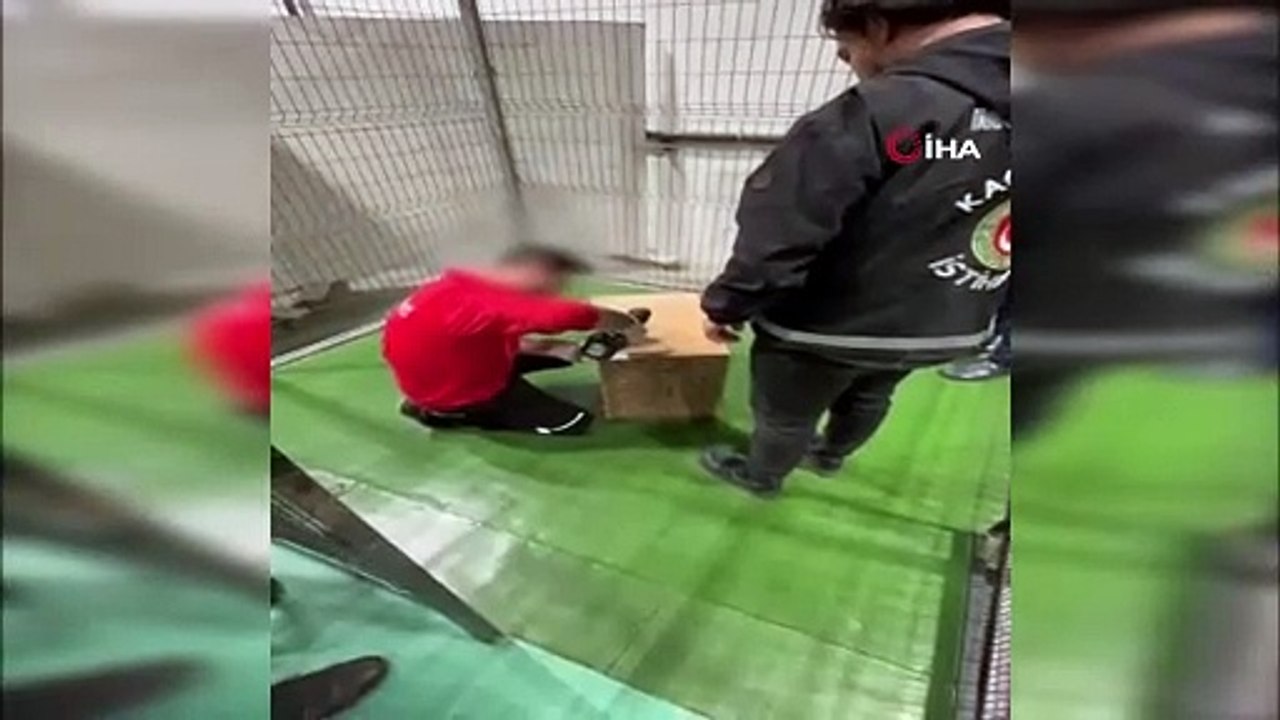 İnanılır gibi değil: İstanbul'da yavru goril yakalandı