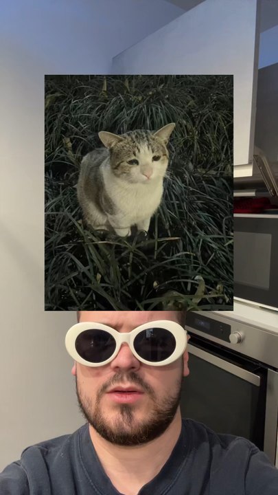 Petit like pour ce chat ? 🗿🦋
