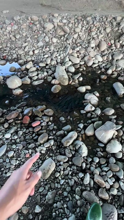 Men Catching  beautiful Fish must watch 2025