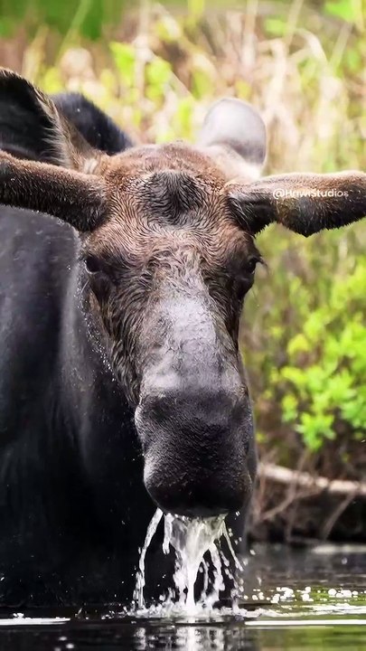 Bull Moose Eating Aquatic Plants #2025 #trending