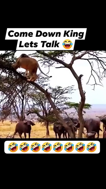 Video de humor, risas y diversión