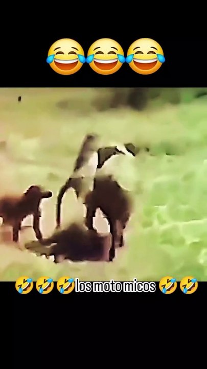 Video de humor, risas y diversión