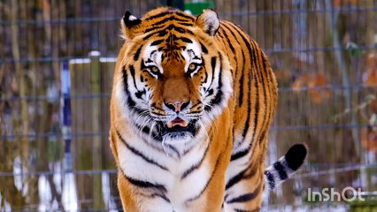 Tiger in forest ! #shorts #trending