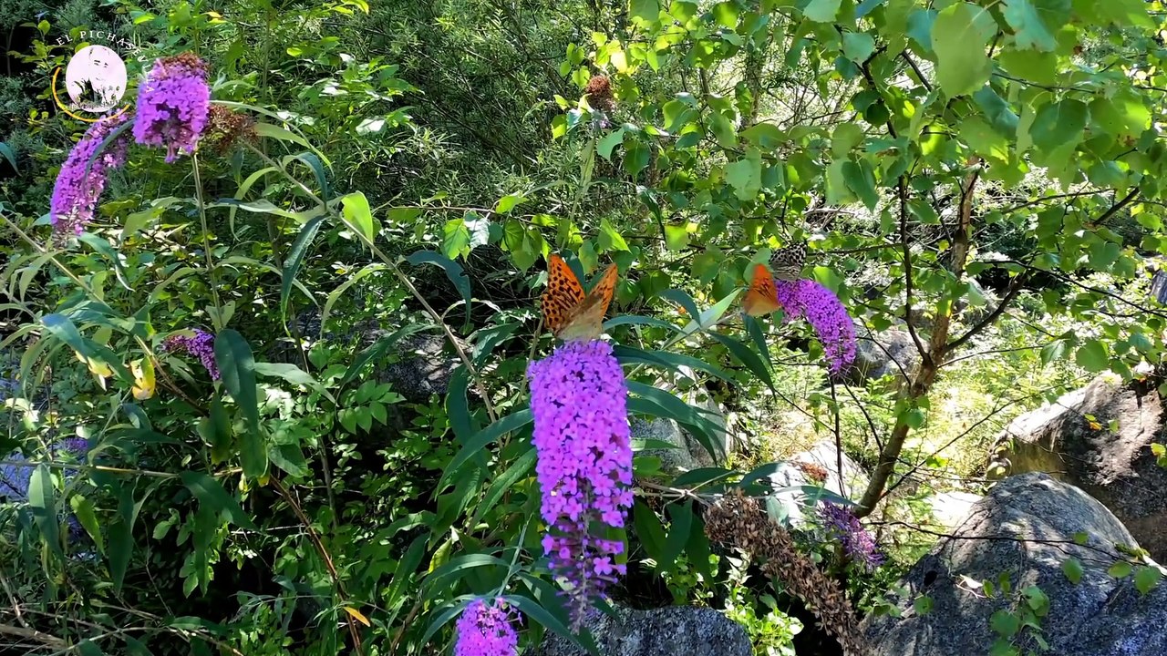 La Magia de la Naturaleza