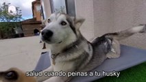 Por qué es importante peinar a tu Husky Siberiano