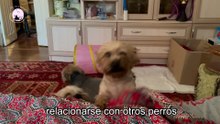 ¿Qué pasa si un perro se pasa mucho tiempo encerrado
