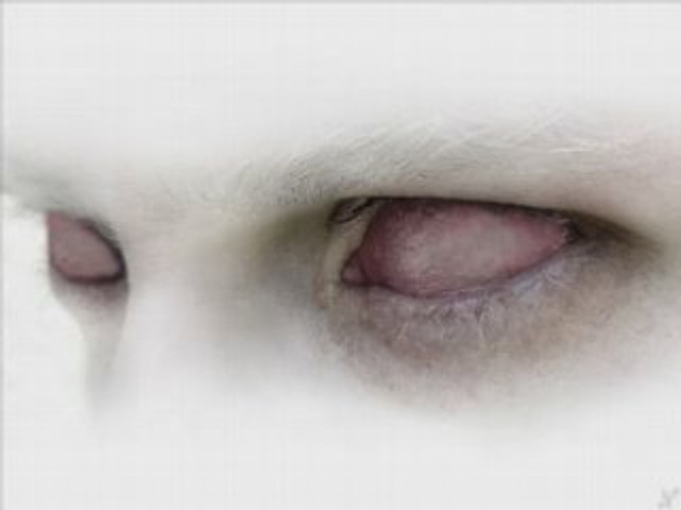 Jaques BouBou Schranz