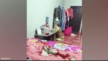 Cat's Simple Action Goes Viral!