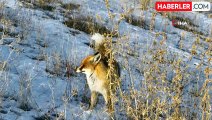 Dondurucu Soğuklar Yaban Hayatını Zorluyor: Kızıl Tilki Görüntülendi