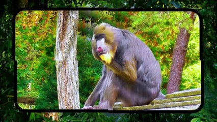 OS MACACOS MAIS MORTAIS DO MUNDO