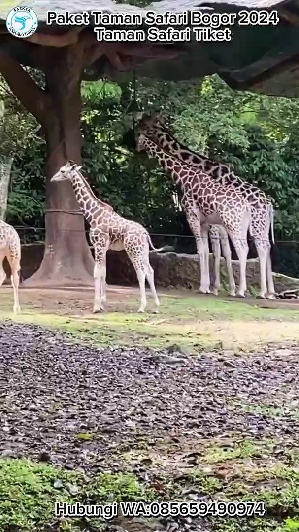 ⁣Paket Taman Safari Bogor 2024, 085659490974, Taman Safari Tiket