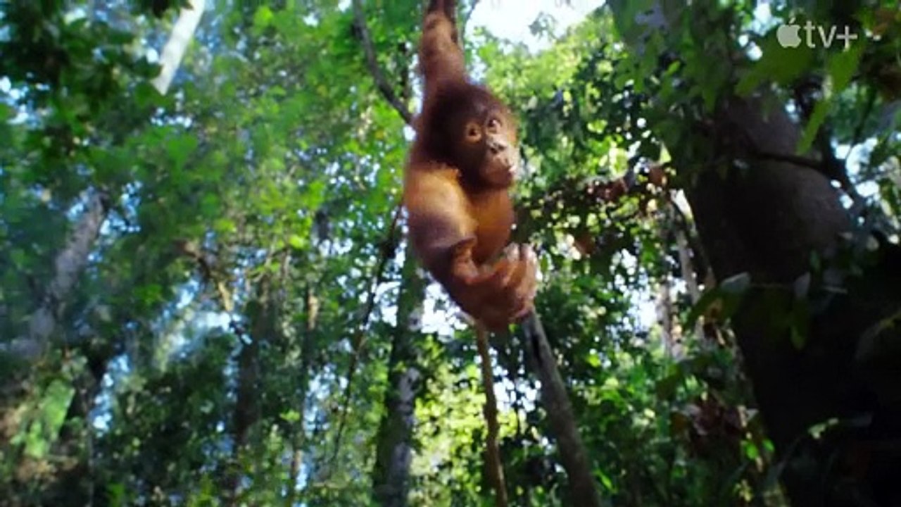 Das geheime Leben der Tiere