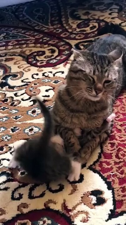 Smackdown kitty