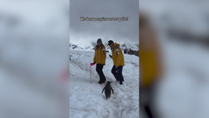 Un pingüino educado se espera a que dos humanos se aparten del sendero para continuar su camino