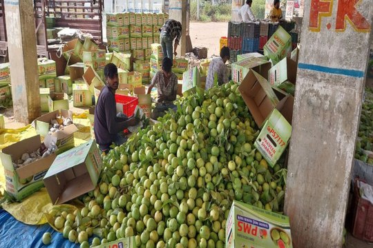 swm: बाजार में तीन गुणा तक अमरूदों के भाव, अमरूद मण्डी मोहताज किसान