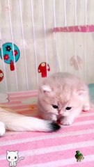 Majestic Feline: The Queen of the House!