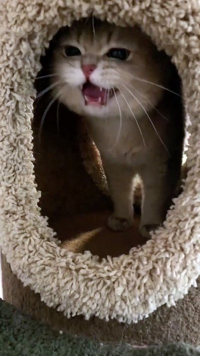 Sneaky Cat in Action: Caught Red-Handed!