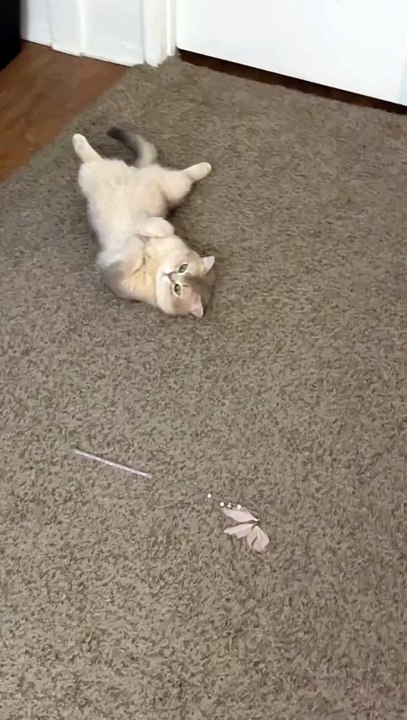 Tiny Kitten's Big Leap: Will He Make It?