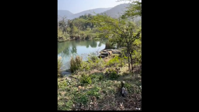 सिलीसेढ़ झील में मगरमच्छों की तादाद दिनों-दिन बढ़ती जा रही है